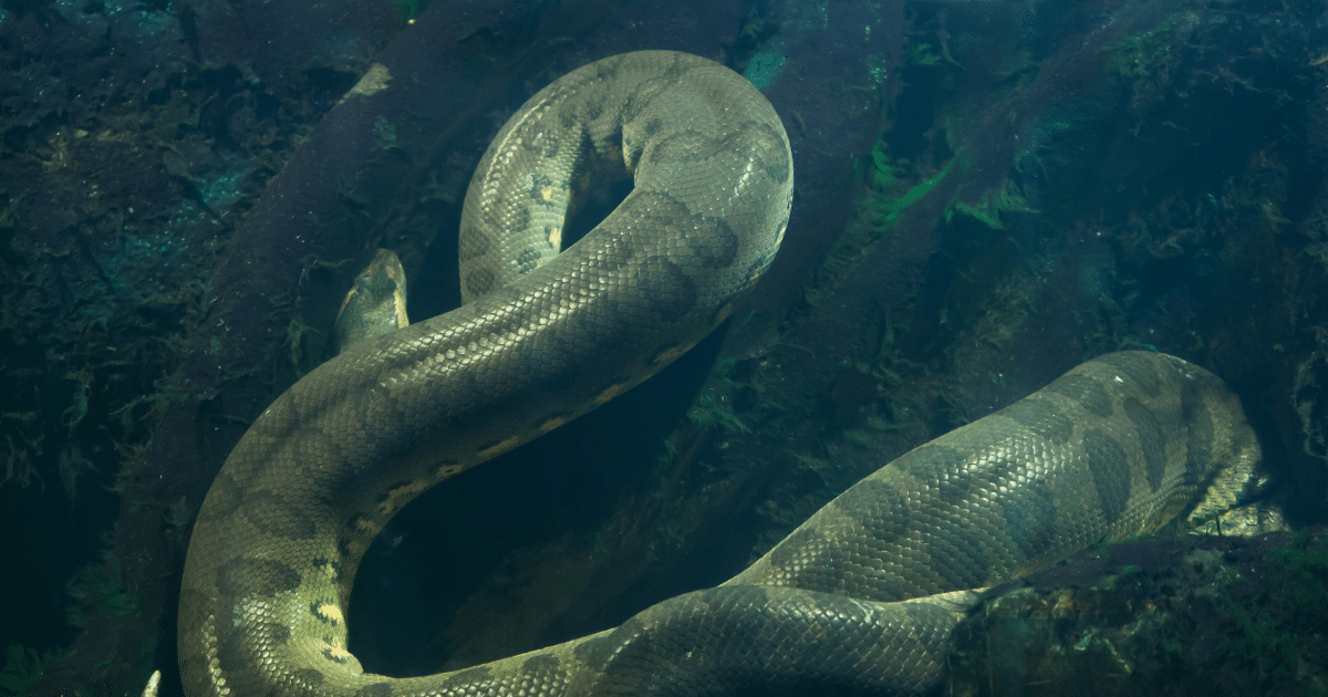 Cobra Gigante de 7 metros encontrada no Rio Tocantins! Vídeo e Imagens impressionantes além de fatos intrigantes da Sucuri-verde. Será a Sucuri verde venenosa?