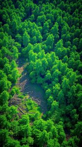 Apreensão de Madeira Ilegal e Multa a Olaria no Amazonas
