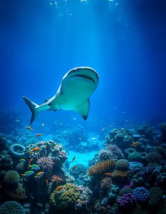 Nascimento de Filhotes de Tubarão Quase Ameaçado Renova Esperança